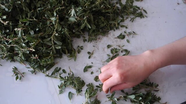 In Turkey, chopping madımak grass from herbal food, Madımak grass for yozgat madımak dish,