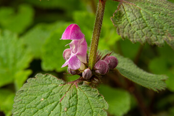 Blooming Lamium maculatum Roseum, spotted henbit, spotted dead-nettle, purple dragon