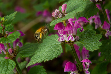 Large fluffy bumblebee closeup. Background with a bumblebee pollinating Lamium maculatum flowers