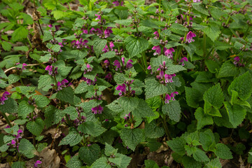 Pink flowers of spotted dead-nettle Lamium maculatum. Lamium maculatum flowers