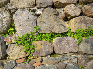 Plant on stone wall. Plants grow on an old stone wall. Old masonry. Remains of ancient architecture.