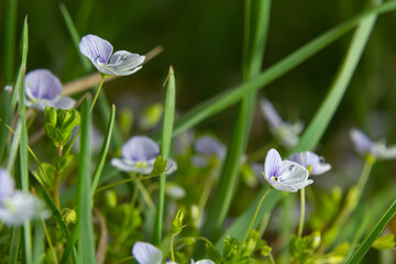 Macro photography of birdeye speedwell, veronica persica, at soft natural light
