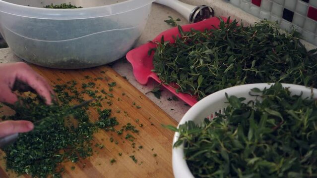 In Turkey, chopping madımak grass from herbal food, Madımak grass for yozgat madımak dish,
