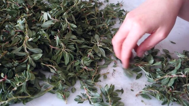 In Turkey, chopping madımak grass from herbal food, Madımak grass for yozgat madımak dish,