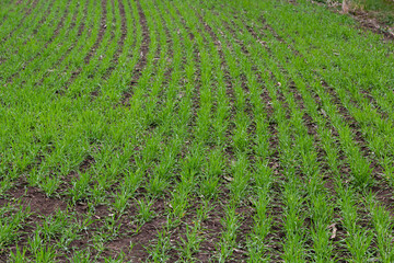 Fototapeta na wymiar rows of green young shoots , the concept of agriculture, planted wheat or rye field