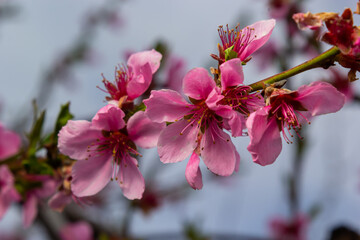 Peach branches densely covered with pink flowers - abundant flowering of the fruit tree