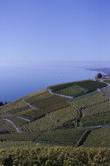 plateau de lavaux , vignoble, au dessus du lac l&eacute;man