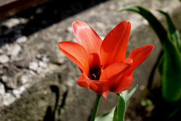 Zbliżenie kwiatu czerwonego tulipana	