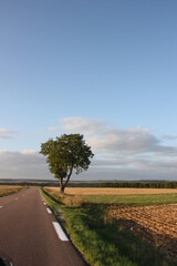 arbre sur la bord de la route en bourgogne 