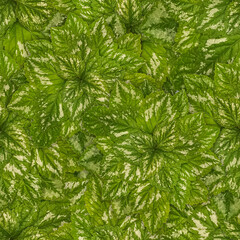 Seamless green plants background, tropical leaves realistic photo pattern texture. For floor surface, exotic banner.