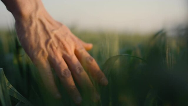 Worker hand touch wheat ears closeup. Farmer walk agricultural field on sunset.