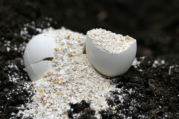 mortared egg Shells on a black earth background