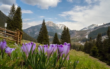 Amazing colorful fresh purple crocus flowers and stunning spring landscape against tatra part of polish mountains in chochołowskie dolnych or valley located in Zakopane, Poland - obrazy, fototapety, plakaty