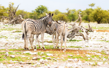 zebras look at the herd