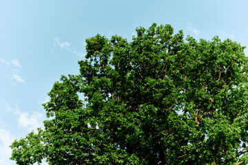 Fototapeta premium Spring green leaves on a tree against a blue sky,