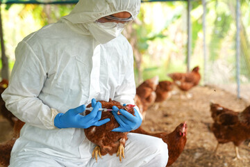 Veterinarians vaccinate against diseases in poultry such as farm chickens, H5N1 H5N6 Avian Influenza (HPAI), which causes severe symptoms and rapid death of infected poultry.
