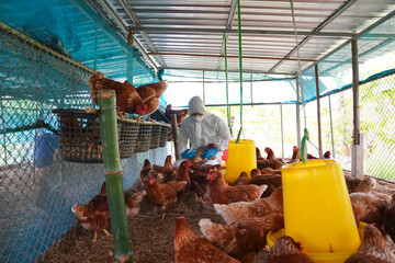 Veterinarians vaccinate against diseases in poultry such as farm chickens, H5N1 H5N6 Avian Influenza (HPAI), which causes severe symptoms and rapid death of infected poultry.
