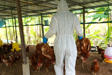Veterinarians vaccinate against diseases in poultry such as farm chickens, H5N1 H5N6 Avian...