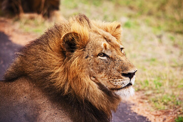 Fototapeta na wymiar Single Male Lion 14898