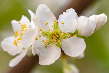 Obraz premium Flower branch in spring