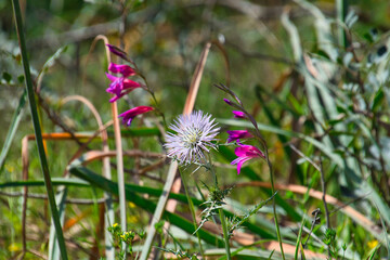 Pflanzen im Naturschutzgebiet Punta de n’Amer zwischen Cala Millor und Sa Coma, Mallorca