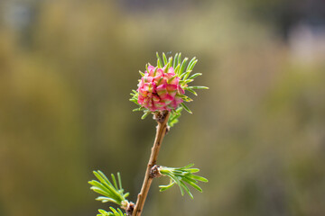 flowering pine cones, pink and green needles. Spring nature