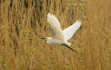 Fototapeta premium Little Egret