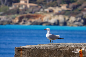 Eine Möwe auf einer Steinplattform, mit dem Meer und der Küste vor Cala Ratjada im Hintergrund