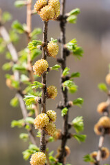 flowering pine cones, pink and green needles. Spring nature