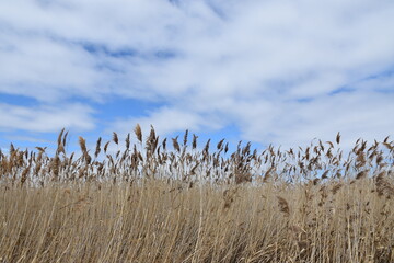 A field under a cloudy sky, Québec, Canada