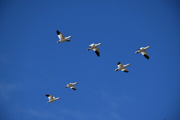 Fototapeta premium Snow geese in spring, Québec, Canada