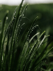 Macro image of green plants. Blooming flowers. Flora and fauna after rain. Macro of rain drops