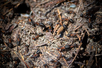 ants in their anthill