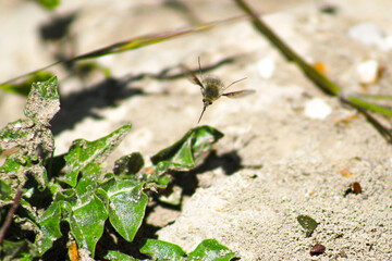 Insecte