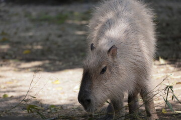 カピバラ