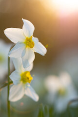 Daffodil flowers on a background of the Sun