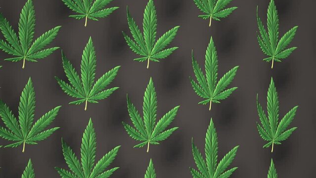 Lovely green Cannabis leaves Loop background leaf Realistic 3D Luma Matte loop Animation. Marijuana, Cannabis, recreational drugs. Leaf pattern black background
