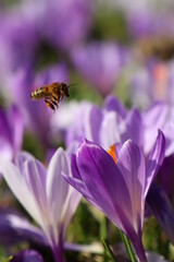 Biene und Krokus im Frühling