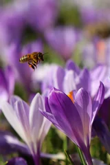 Foto auf Glas Biene und Krokus im Frühling © Franziska