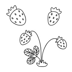 Vector set with strawberry. Black and white sketch illustration