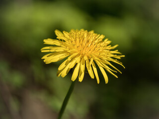 Dandelions - Freestanding - Macro - on colored background