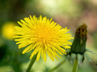 Dandelions - Freestanding - Macro - on colored background