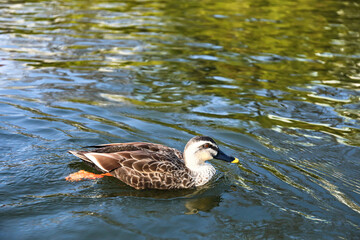 duck in the water