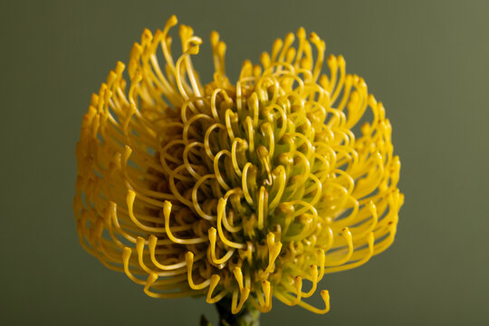 Yellow Protea Pincushion Diagonal flower on green Background. Leaves and Stem visible. 