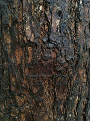 bark of a tree