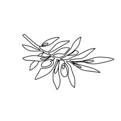 Hand drawn olive branch isolated on white background. Outline olive tree branch for menu, logo, greeting cards, patterns, web. Line art, one line.