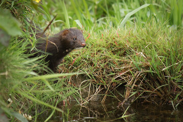 American Mink on River Bank