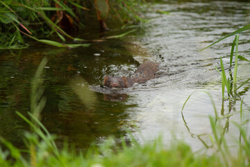 American Mink in river