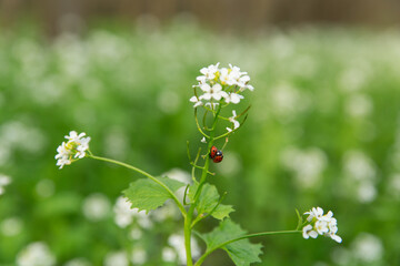 two ladybugs on a white flower