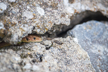Little lizard hiding among the rocks